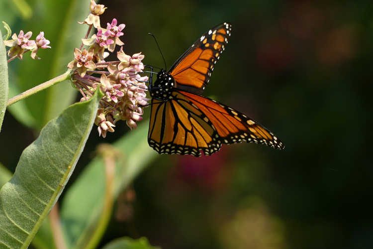 Asclepias - monarch butterfly
