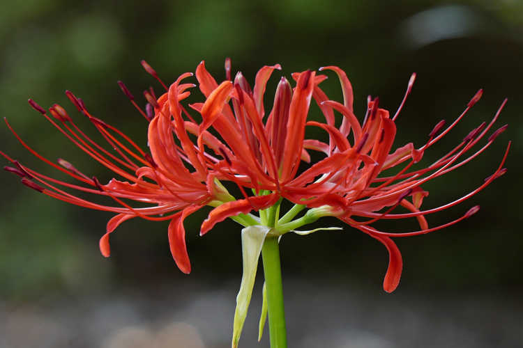 Lycoris radiata var. radiata (red surprise-lily)