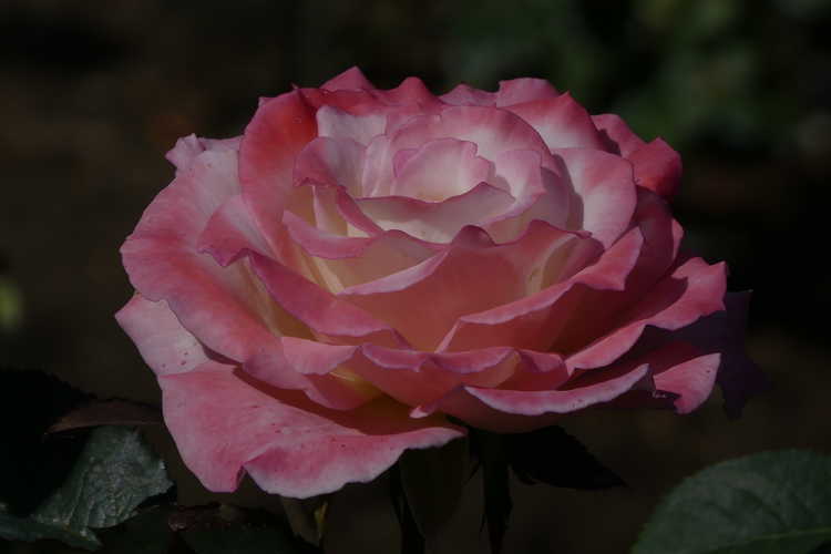 Rosa 'Hilaroma' (Secret tea rose)