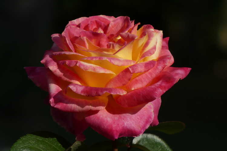 Rosa 'Baipeace' (Love & Peace tea rose)