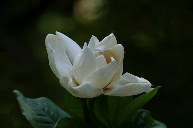 Gardenia jasminoides 'Chuck Hayes' (Cape jasmine)