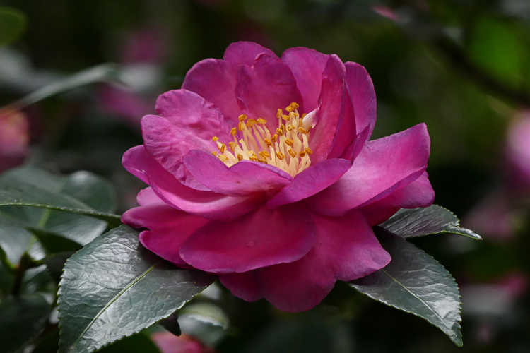 Camellia ×vernalis 'Hiryû' (vernal camellia)
