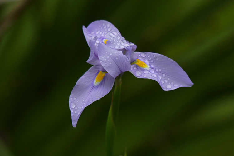 Moraea polystachya (butterfly iris)