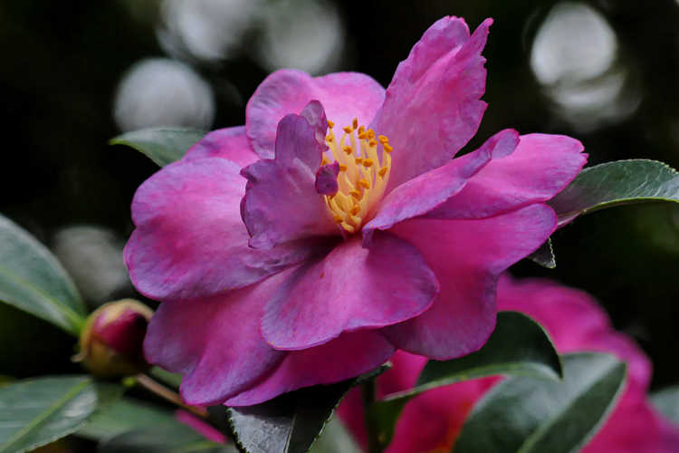 Camellia ×vernalis 'Hiryû' (vernal camellia)