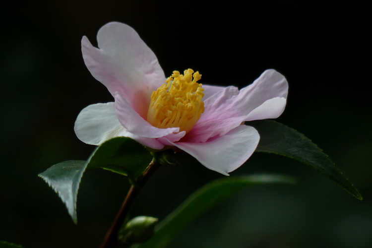 Camellia 'Yume' (hybrid camellia)
