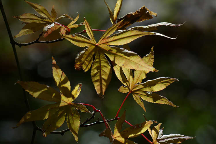 Acer palmatum 'Ukigumo' (variegated Japanese maple)