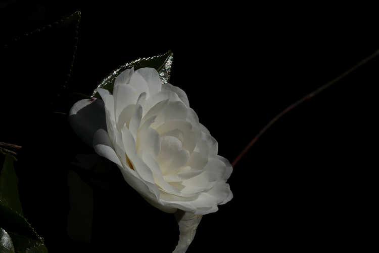 Camellia sasanqua 'Marie Kirk' (sasanqua camellia)