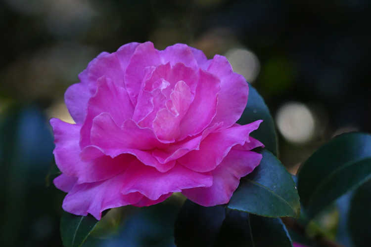 Camellia ×hiemalis 'Rose of Autumn' (hybrid camellia)