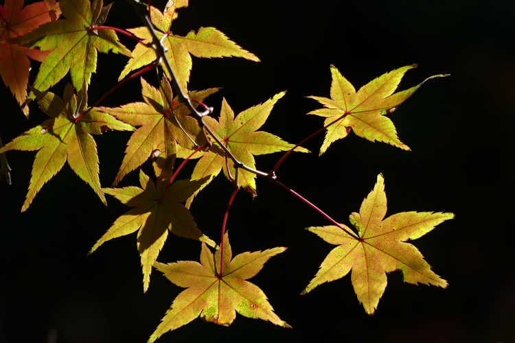 Acer palmatum 'Beni komachi' (dwarf red-leaf Japanese maple)