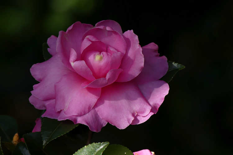 Camellia sasanqua 'Green 99-031' (Susy Dirr sasanqua camellia)