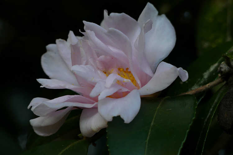 Camellia 'Winter's Charm' (Ackerman hybrid camellia)