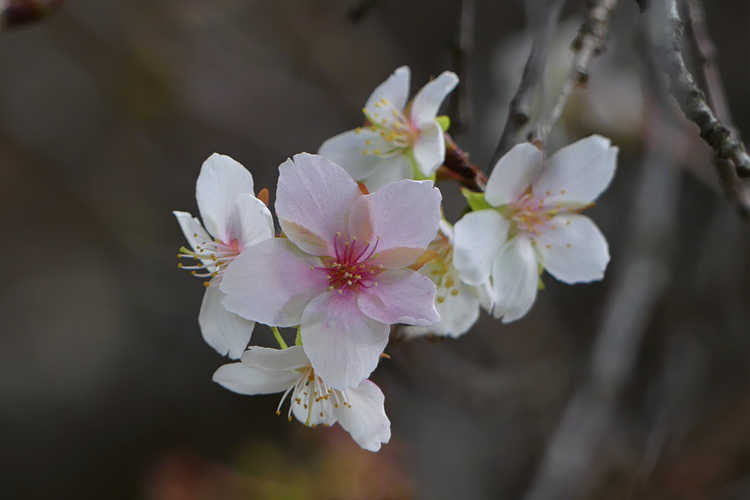 Prunus incisa (Fuji cherry)