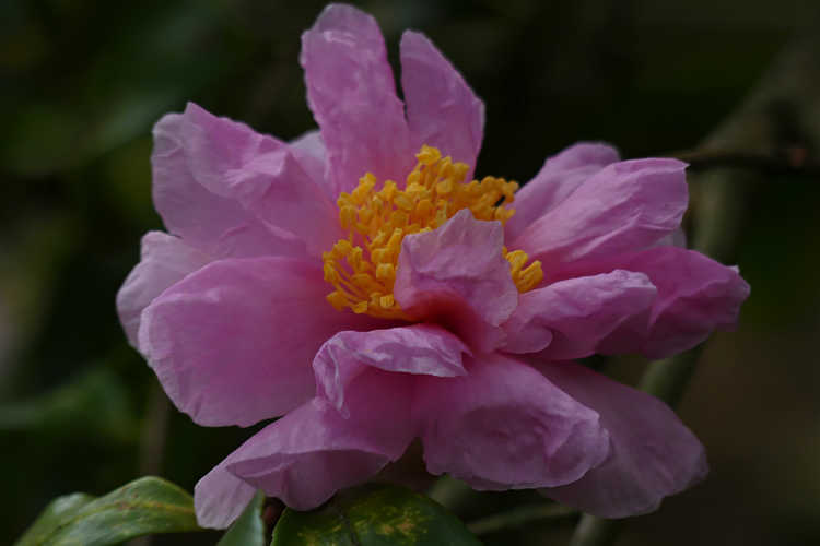 Camellia 'Winter's Dream' (Ackerman hybrid camellia)