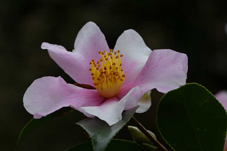 Camellia 'Yume' (hybrid camellia)