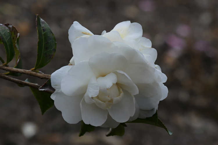 Camellia sasanqua 'Marie Kirk' (sasanqua camellia)