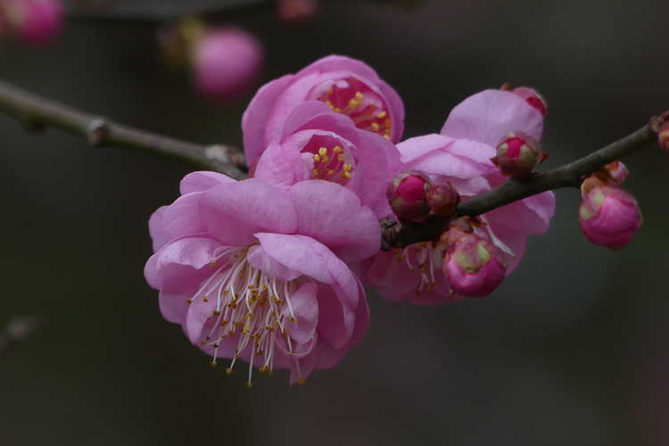 Prunus mume 'Peggy Clarke' (pink flowering apricot)