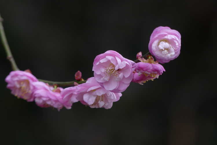 Prunus mume 'Rose Bud' (pink flowering apricot)
