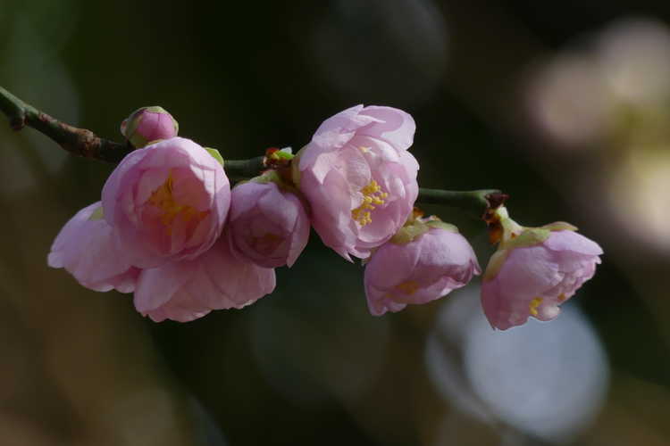 Prunus mume 'Nicholas' (flowering apricot)