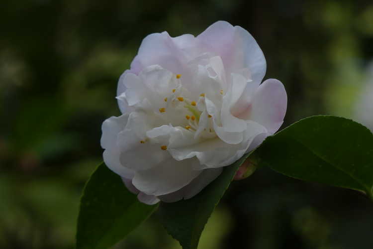 Camellia 'Cinnamon Cindy' (Ackerman hybrid camellia)