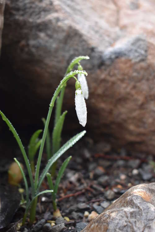 Galanthus 'Wasp' (snowdrop)