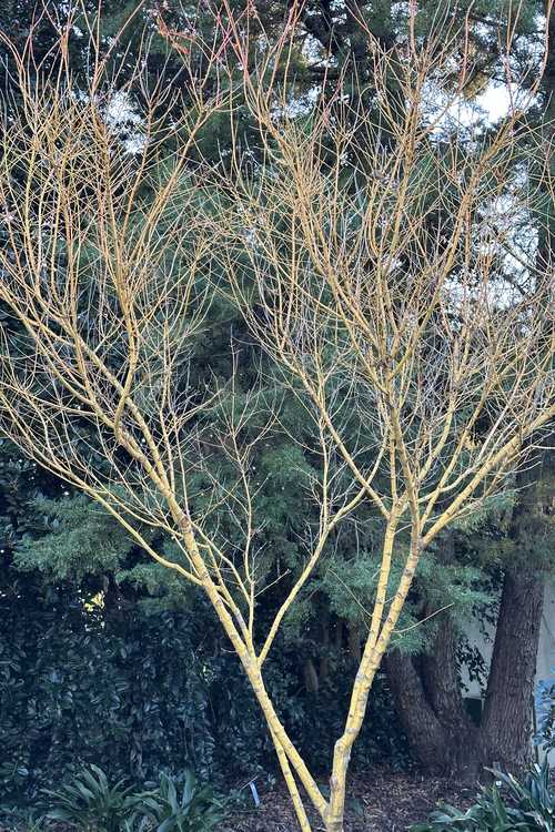 Acer palmatum 'Bihou' (gold-bark Japanese maple)