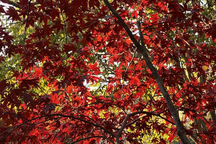 Acer palmatum 'Hefner's Red' (Japanese maple)