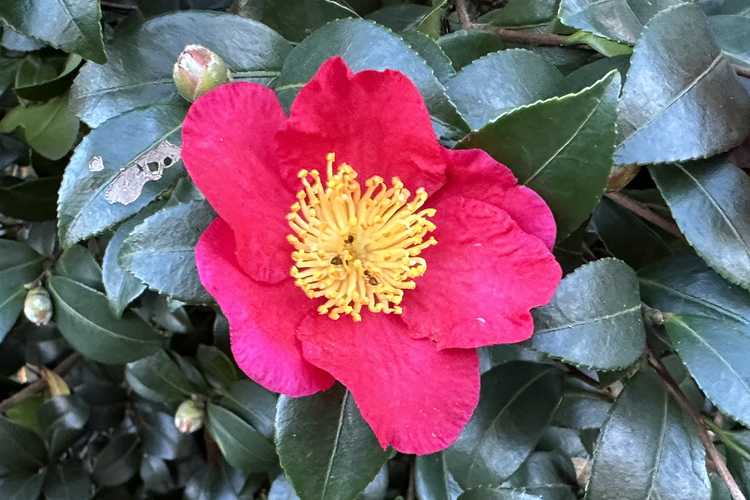 Camellia sasanqua 'Yuletide' (sasanqua camellia)