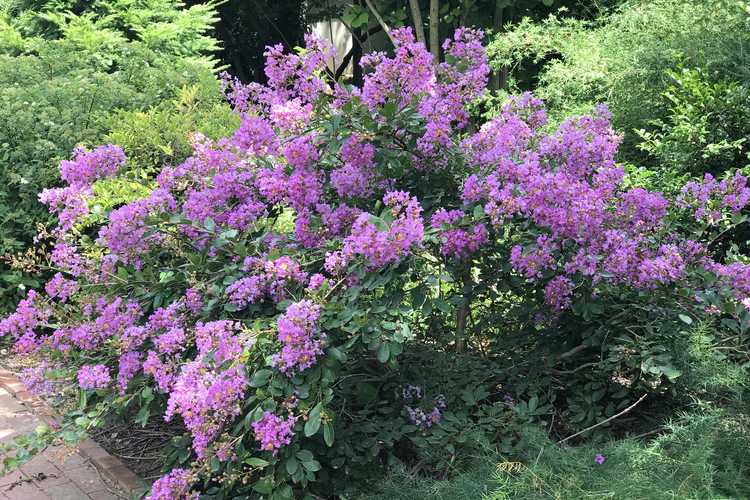 Lagerstroemia indica 'Orchid Cascade' (ground cover crepe myrtle)