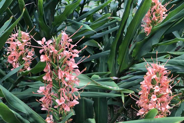 Hedychium coccineum 'Disney' (red ginger lily)