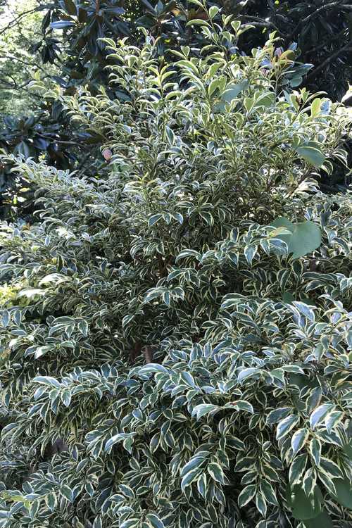 Cleyera japonica 'Variegata' (Romeo variegated Japanese cleyera)