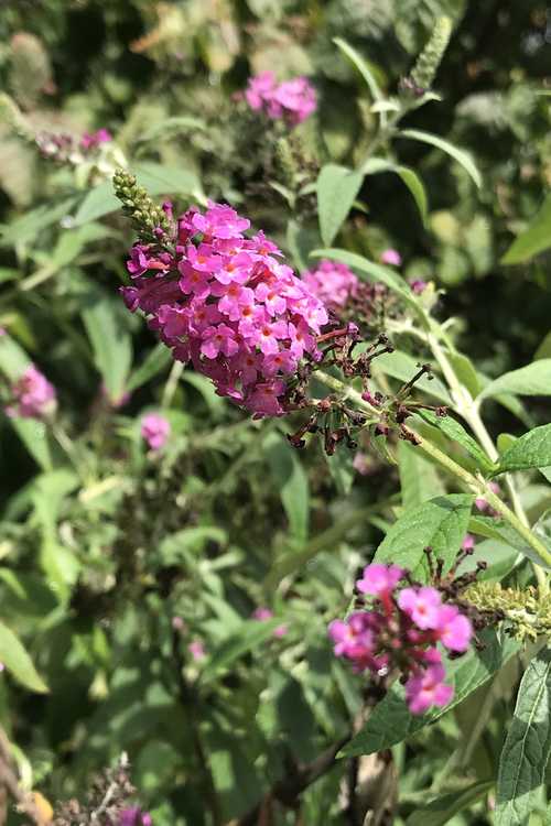 Buddleja 'Miss Ruby' (compact butterfly bush) - JCRA Plant introduction