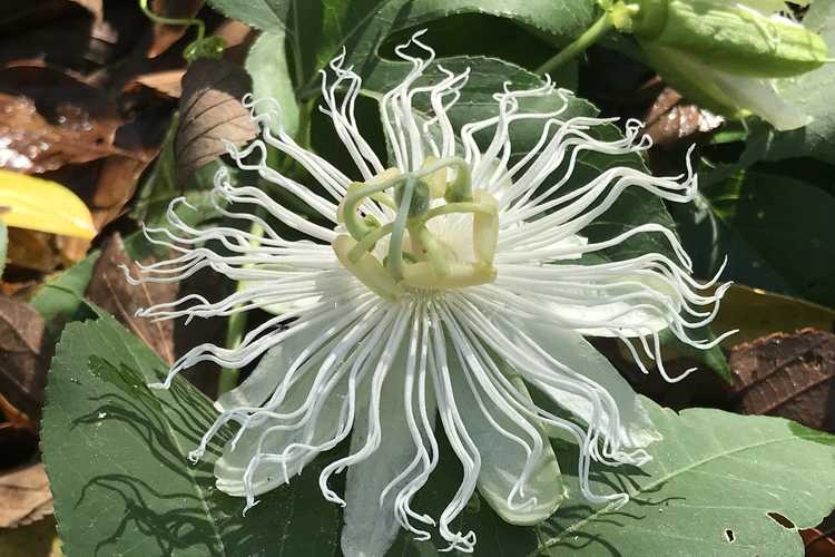 Passiflora incarnata (white form) (white maypop passion flower)