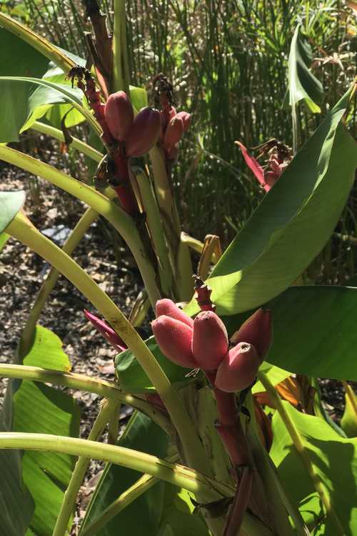 Musa velutina (pink velvet banana)