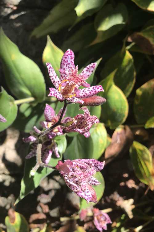 Tricyrtis 'Fluffy Orchid' (toad lily)