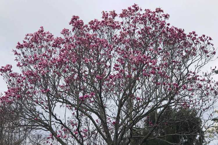 Magnolia 'Galaxy' (U.S. National Arboretum hybrid magnolia)