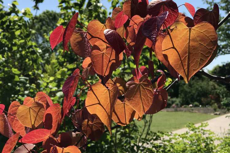 Cercis canadensis 'NC2016-2' (Flame Thrower eastern redbud)