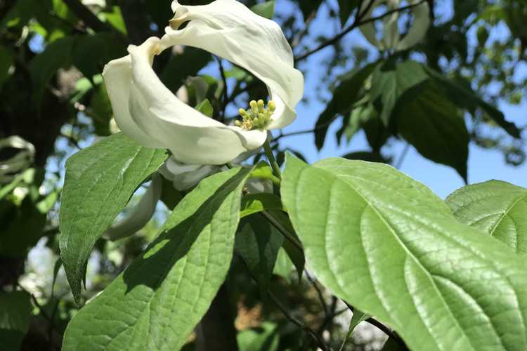 Cornus florida subsp. urbiniana (Mexican flowering dogwood)