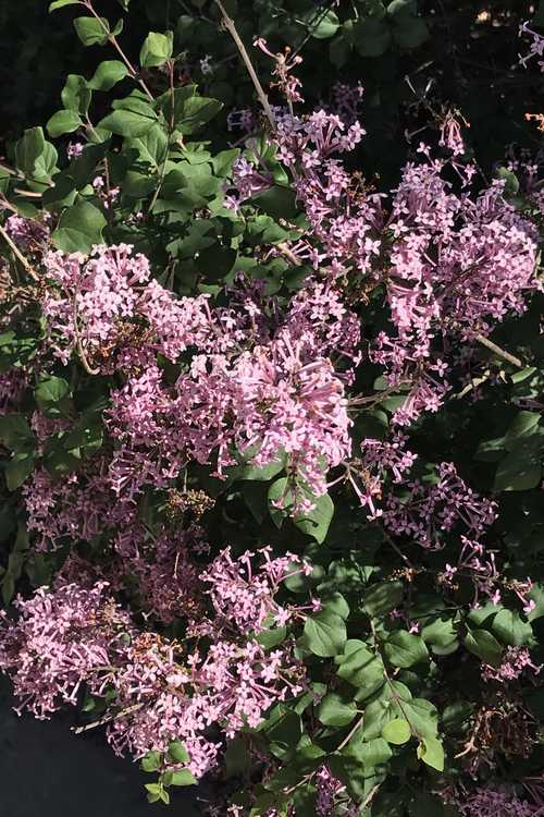 Syringa 'Penda' (Bloomerang re-blooming lilac)