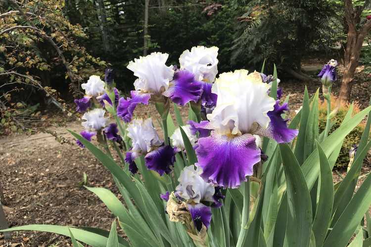 Iris 'Slovak Prince' (tall bearded iris)