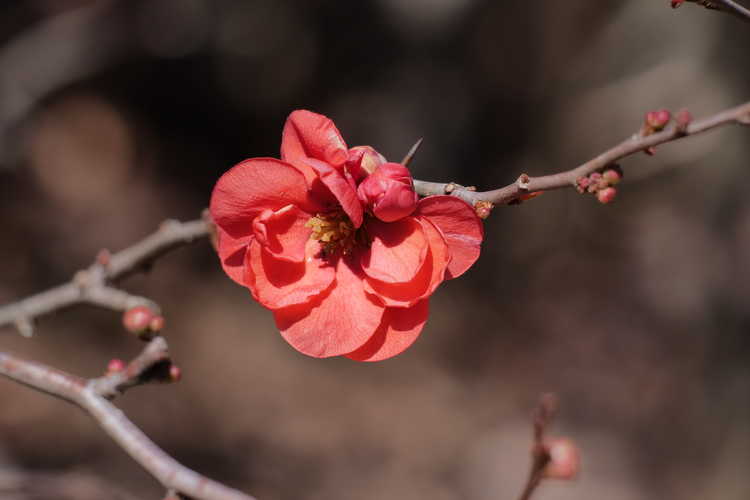 Chaenomeles japonica 'Chojuraku' (Japanese flowering quince)
