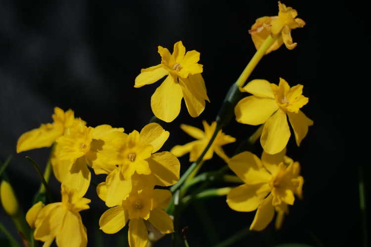Narcissus fernandesii var. cordubensis
