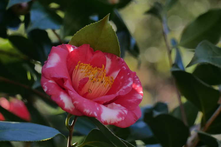 Camellia japonica 'Reg Ragland' (Japanese camellia)