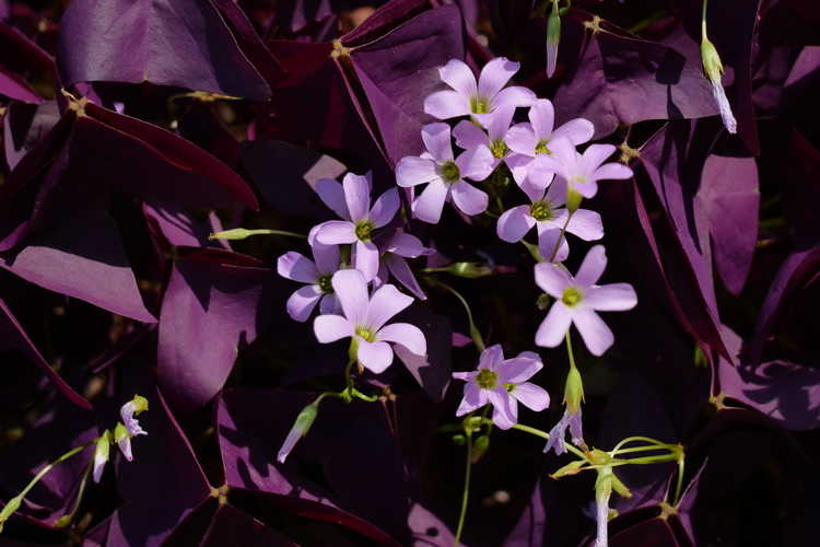 Oxalis triangularis 'Mijke' (purple shamrock)