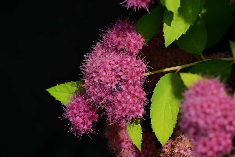 Spiraea japonica 'Ncsx1' (Double Play Candy Corn Japanese spirea)
