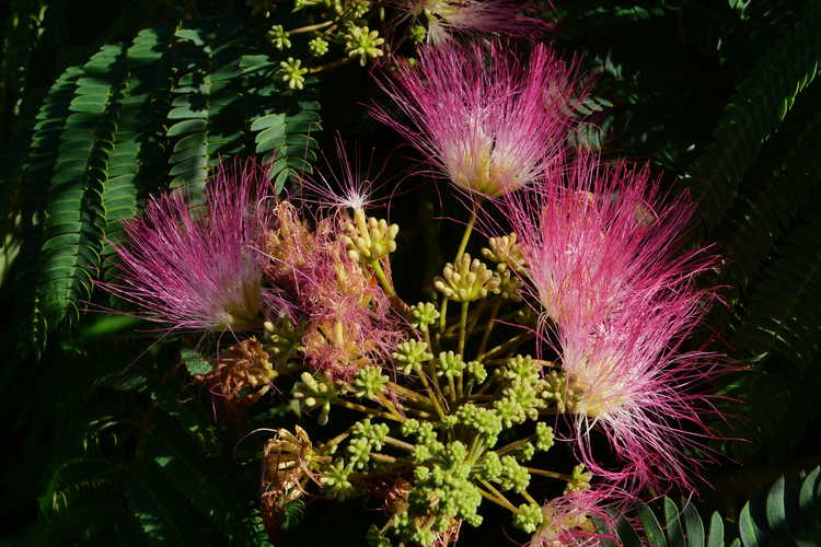 Albizia julibrissin (weeping form) (weeping mimosa)