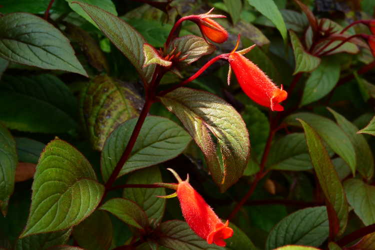 Seemannia 'Little Red' (hardy gloxinia)