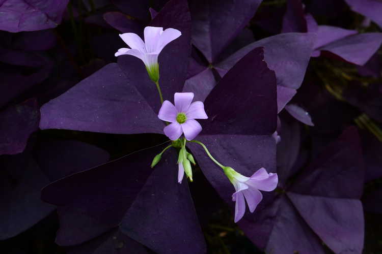 Oxalis triangularis 'Mijke' (purple shamrock) - Photographs by JCRA volunteer Don Chernoff.