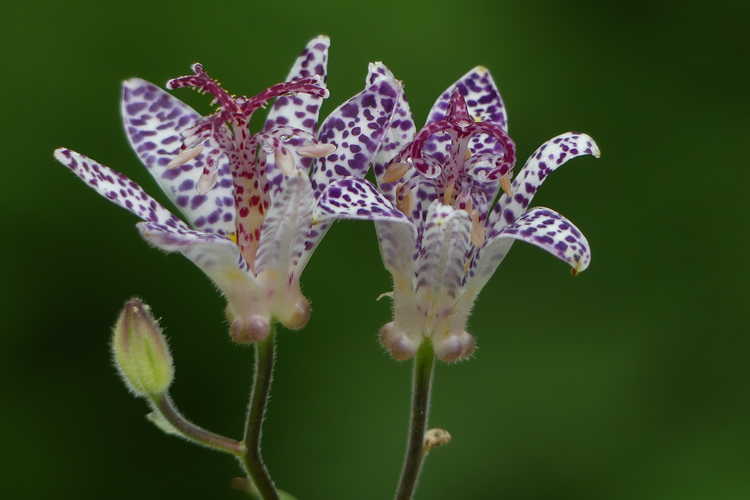 Tricyrtis 'Imperial Banner' (variegated toad-lily)