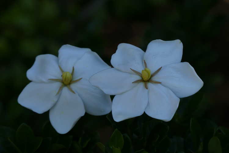 Gardenia jasminoides 'Lynn Lowrey' (Cape jasmine)