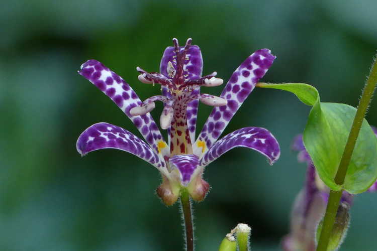 Tricyrtis 'White Waves' (variegated toad lily)